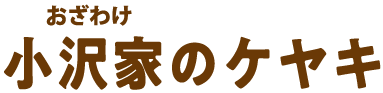 小沢家のケヤキ