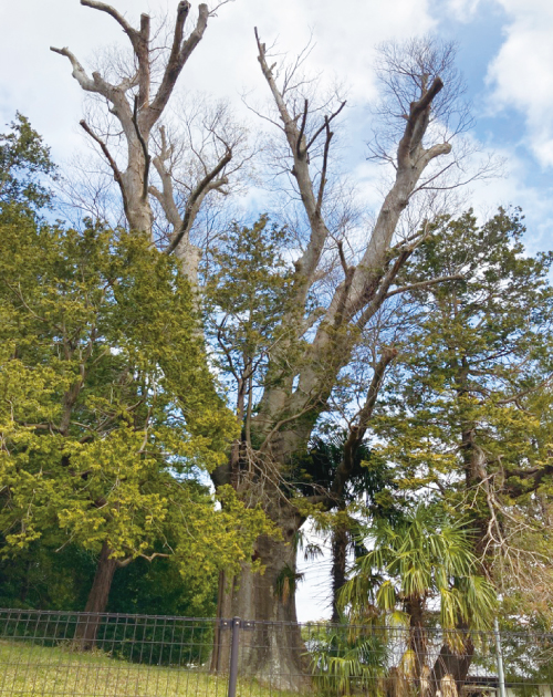 小沢家のケヤキ