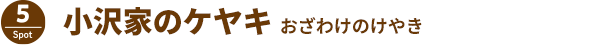 小沢家のケヤキ